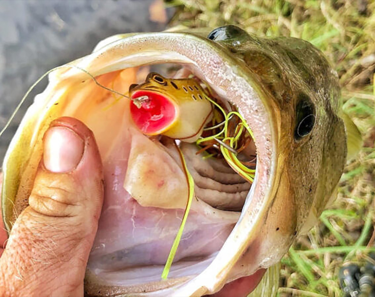 Z-Man Leap FrogZ Popping Frog